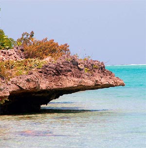 Ile aux Aigrettes